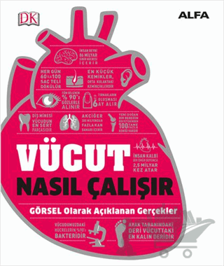 Vücut Nasıl Çalışır