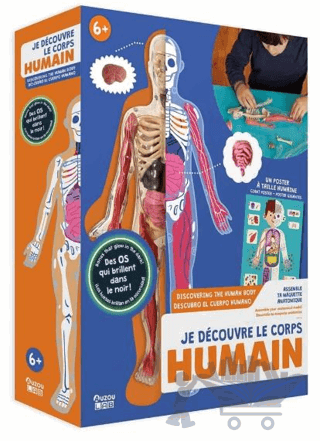 İnsan Vücudunu Keşfediyorum Poster -Model ve Kitap